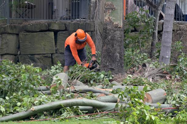 Why Choose Our Tree Removal Services in Culloden, WV?